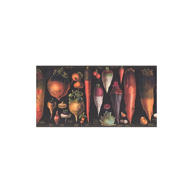 Vegetables Explained Educational Black CB3049V21B Wallpaper Border