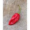 Tiger Teeth Hot Pepper Premium Seed Packet + More