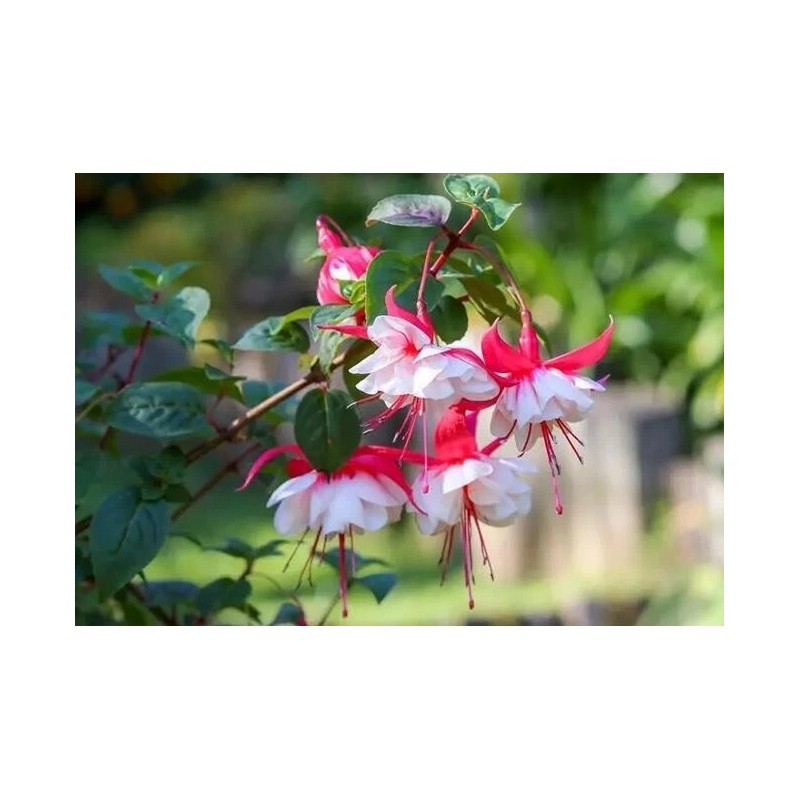 Unbranded Lantern-Physal