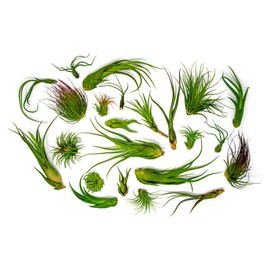 50 Air Plants Bulk | Live Tillandsia Plant Lot | Bulk Wedding Favors | DIY Party Gift | Air Succulents Set | Box Wholesale Lots by Plants for Pets