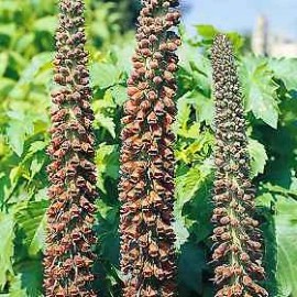 Hazzard's Seeds Digitalis parviflora Milk Chocolate     500 seeds