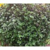 Bolivian Mini Wandering Jew-25 healthy cuttings - Tradescantia Callisia Repens