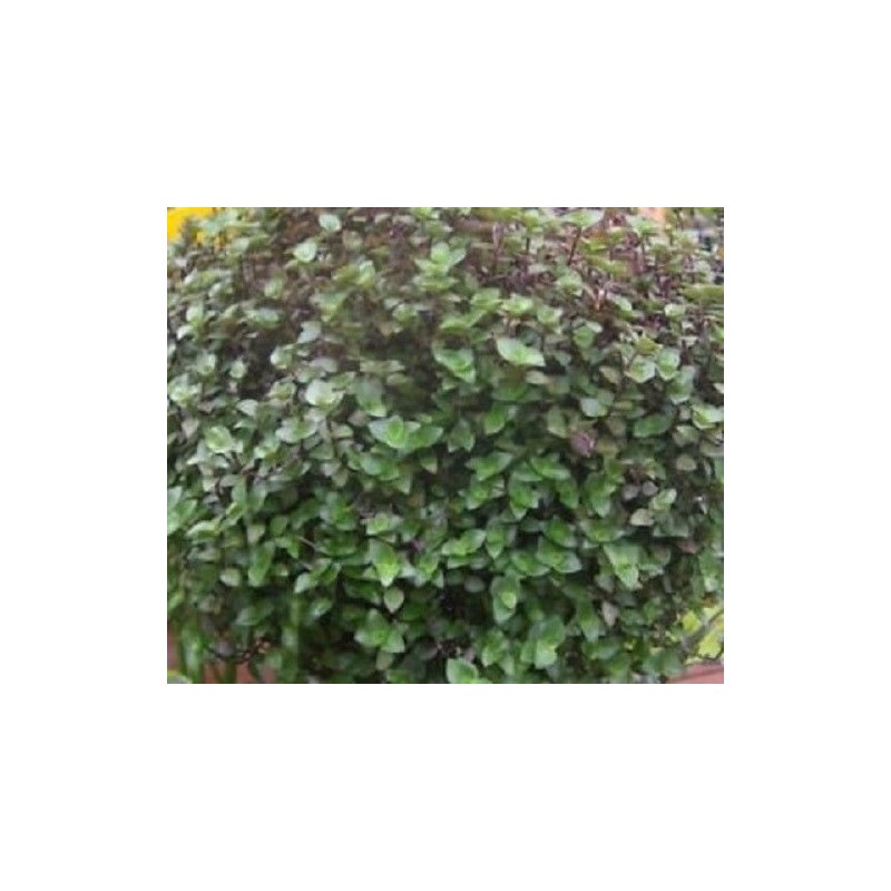 Bolivian Mini Wandering Jew-25 healthy cuttings - Tradescantia Callisia Repens