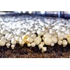 Miracle LED Shroom Indoor Grow Light Kit for Oyster, Shiitake