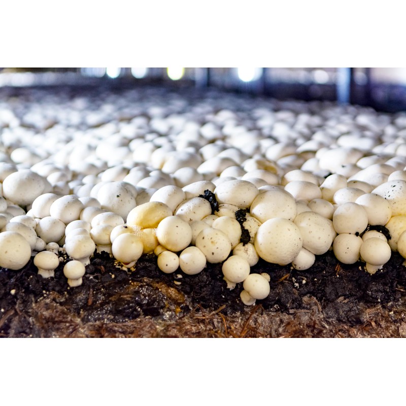 Miracle LED Shroom Indoor Grow Light Kit for Oyster, Shiitake