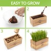 Cat Grass Kit for Indoor Cats – x4 Seed Packets