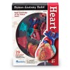 Learning Resources Human Heart Model, Working Heart Model, Anatomy for