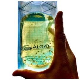 Brainy BRINY'S in A Beaker Bag: Algae and BRINE Shrimp Growing KIT. (K-12, HS, AP-BIO, AP-ES) (Plus Two Ready-to-Go Algae Beads)