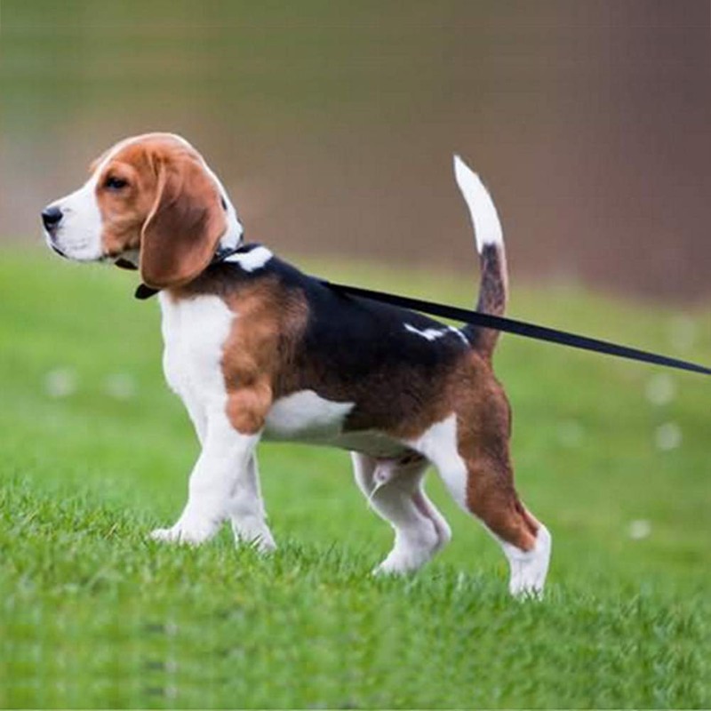 Pettom Long Lead, Dog Training, Relieves Stress, For Walking 32.8