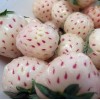 Carolina Strawberry White Carolina Pineberry Plants 10 Roots Bareroot Pineapple/Strawber