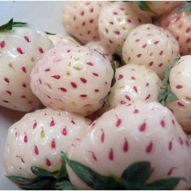 Carolina Strawberry White Carolina Pineberry Plants 10 Roots Bareroot Pineapple/Strawber