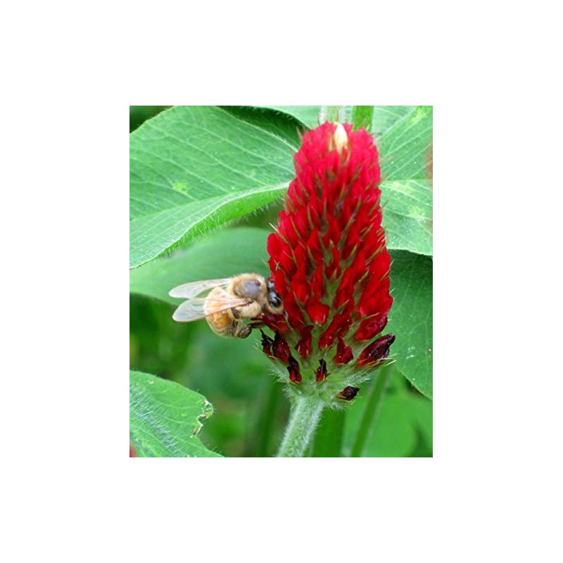 1,400 Red Crimson Clover Seeds for Planting 7 Grams Trifolium