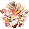 Griwuut 16 Kinds Natural Sea Shell, Mixed Ocean Shells Set