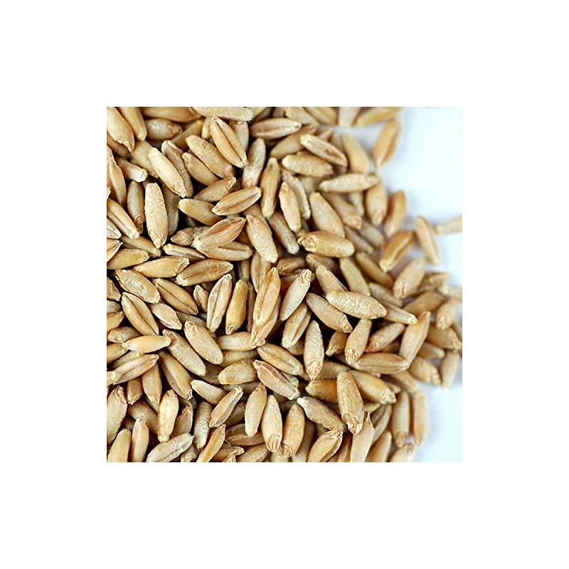 Organic Triticale Seeds- 30 Lbs- Triticale Grain Seed: Sprouting Sprouts,