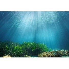 Underwater Aquarium Background Peaceful Under Water Scene Terrarium Wallpaper Ocean Life Light Rays Filtering Aquarium Backdrop Aquatic Green Plants Fish Tank Backing Vinyl 24x12in