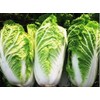 Vates Collard Seeds - Blue-Green Cabbage-Like Delicious Leaves