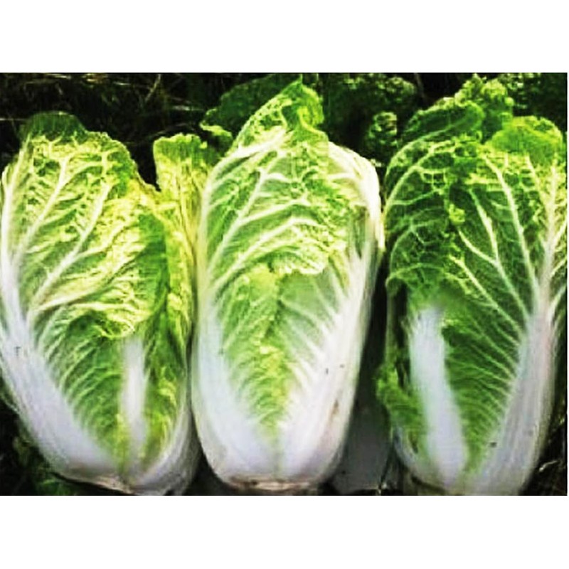 Vates Collard Seeds - Blue-Green Cabbage-Like Delicious Leaves