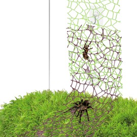 XLIUAX 6 Pcs Jumping Spider Habitat Accessories, Jumping Spider Webbed Moss Ribbon with 6 Pcs Hooks Spiders Habitat Enclosure for Spoods Enclosure Spoods Climbing (3pcs Green + 3pcs Brown)