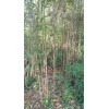 Bamboo 3 Pieces Tonkin Cane RHIZOME Root 12"+ Live Bamboo