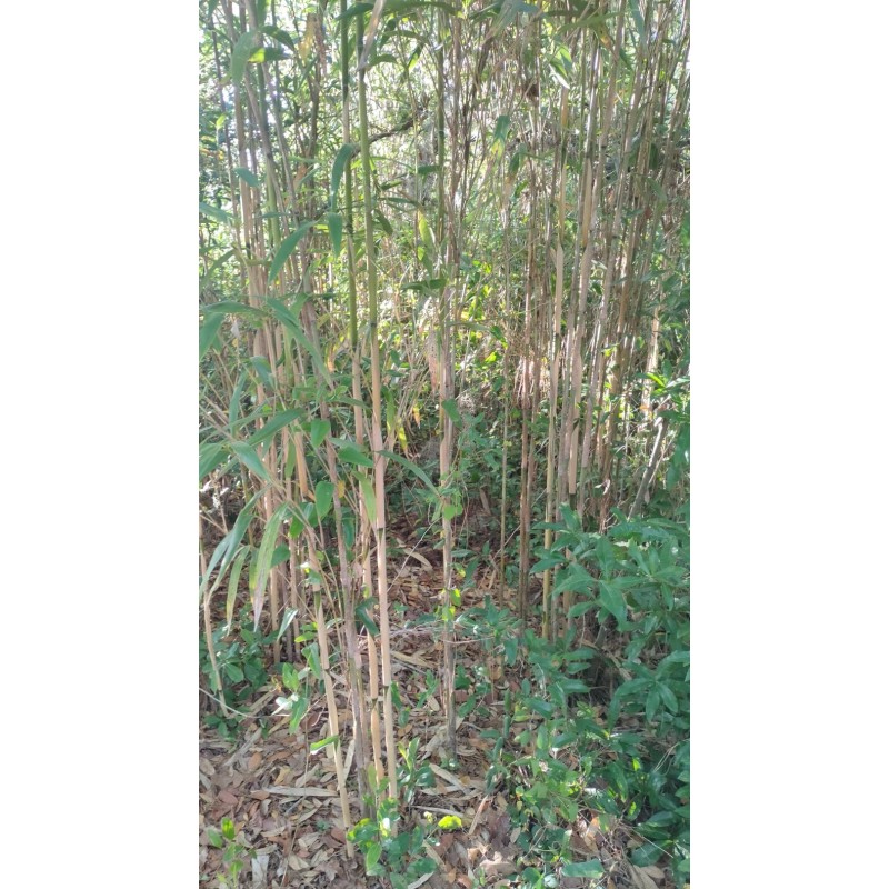 Bamboo 3 Pieces Tonkin Cane RHIZOME Root 12"+ Live Bamboo