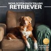 2025-2026 Wall Calendar Nova Scotia Duck Tolling Retriever Planner Calendar,