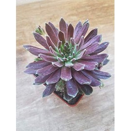 Averill Sempervivum-Succulent, Hardy Succulent, Live Succulent, Hen and Chick