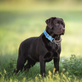 Stainless Steel Chain Choke Collar for Dogs, No Pull Slip Martingale Collar Training Escape Proof Heavy Duty Choker Dog Collar for Small Medium Large Dogs Boy Male Pet, Blue Triangle M