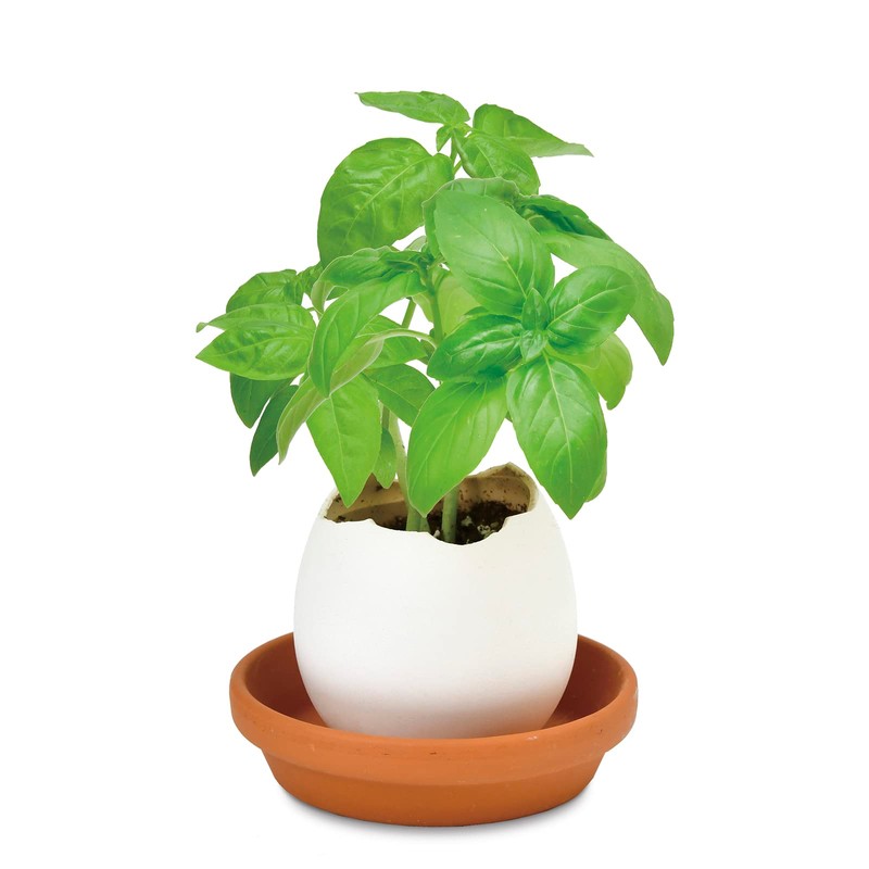 Seishin Ceramics EG-5702 Easy Cultivation Kit, Easy Growing Kit, Loose