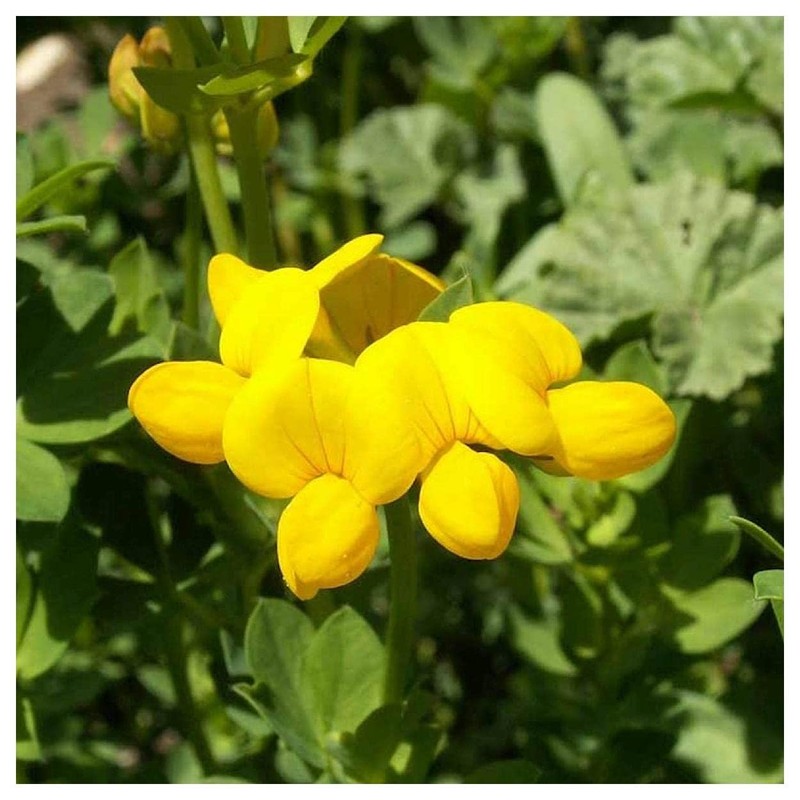 Everwilde Farms - 1/4 Lb Bird's Foot Trefoil Wildflower Seeds