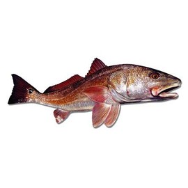 Redfish - 12" Vinyl Sticker Waterproof Decal