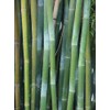 50 Wong Chuck Royal Bamboo Seeds Perennial Ornamental Seed Privacy