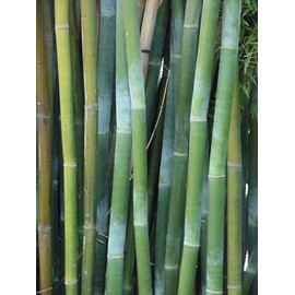 50 Wong Chuck Royal Bamboo Seeds Perennial Ornamental Seed Privacy