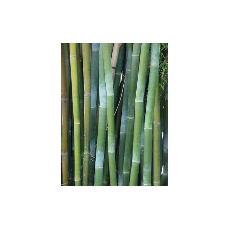 50 Wong Chuck Royal Bamboo Seeds Perennial Ornamental Seed Privacy