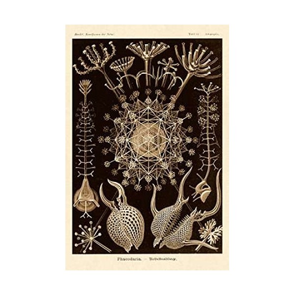 Posterazzi Nature Illustrations: Phaeodaria radiolarians-Sepia Tint Poster Print by Ernst