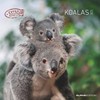 Alpha Edition - Koalas 2025 Brochure Calendar, 30 x 30 cm, Wall Calendar with Space for Notes and Appointments, Motifs of Cute Koalas, Monthly Overview and Holiday Dates DE/AT/CH