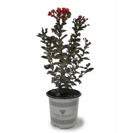 Black Diamond Red Hot Crape Myrtle, 1-2 ft Tree Height, Multi-Stem, Dark Foliage, Rich Red Blossoms, 3 gal Nursery Pot (Due to Agricultural Laws, we Cannot Ship to CA, AZ, AK, or HI)