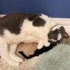 SPOT Shaggy Plush Ferret - Interactive Rattle and Catnip Fuzzy