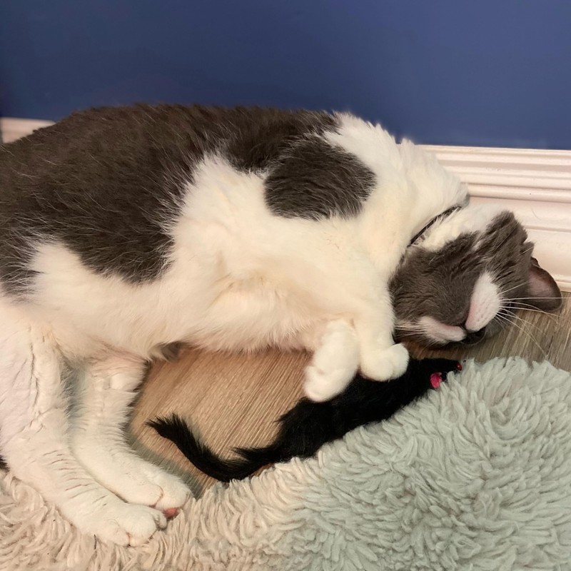 SPOT Shaggy Plush Ferret - Interactive Rattle and Catnip Fuzzy
