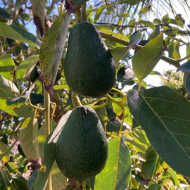 Tyler Farms 12 Fuerte Avocado Seeds | USA Grown | Non GMO, naturally grown