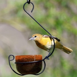 Backyard Essentials Ornate Bird Feeder, Orange Bubble Glass Hanging Jelly Feeder for Orioles