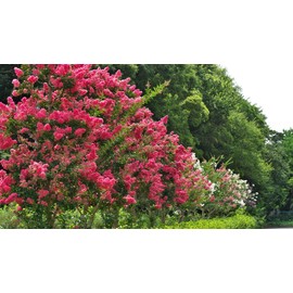 Pixies Gardens Ruby Flame Crape Myrtle Tree, Vibrant Pink Flowering, 15-20 ft Mature Height, Summer Blooming Ornamental (2 Gallon/Potted/Single Plant)