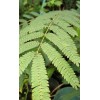 Serendipity Seeds 10 Seeds -Monkey Pod Tree- Albizia saman -