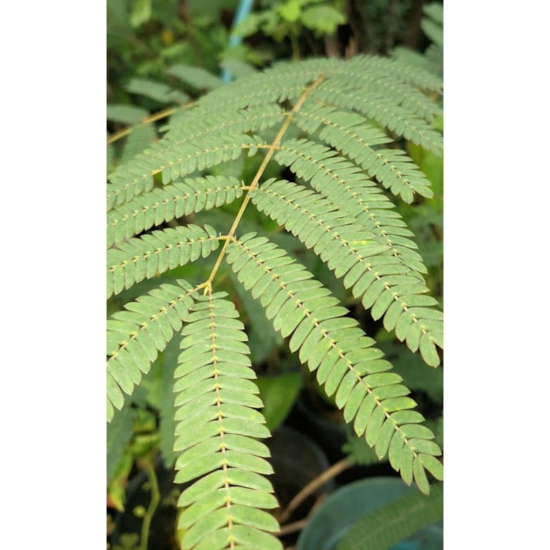 Serendipity Seeds 10 Seeds -Monkey Pod Tree- Albizia saman -
