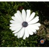 1oz White Cape Daisy Flower Seeds Osteospermum eklonis (Approx 2100