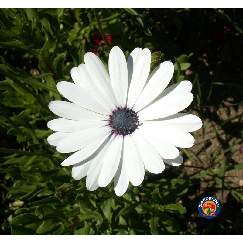1oz White Cape Daisy Flower Seeds Osteospermum eklonis (Approx 2100