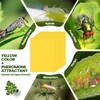 Qualirey 20 Pcs 6 x 8 Inch Sticky Traps for