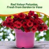 Outsidepride Red Velour Tidal Wave Petunia Seeds - 15 Pcs
