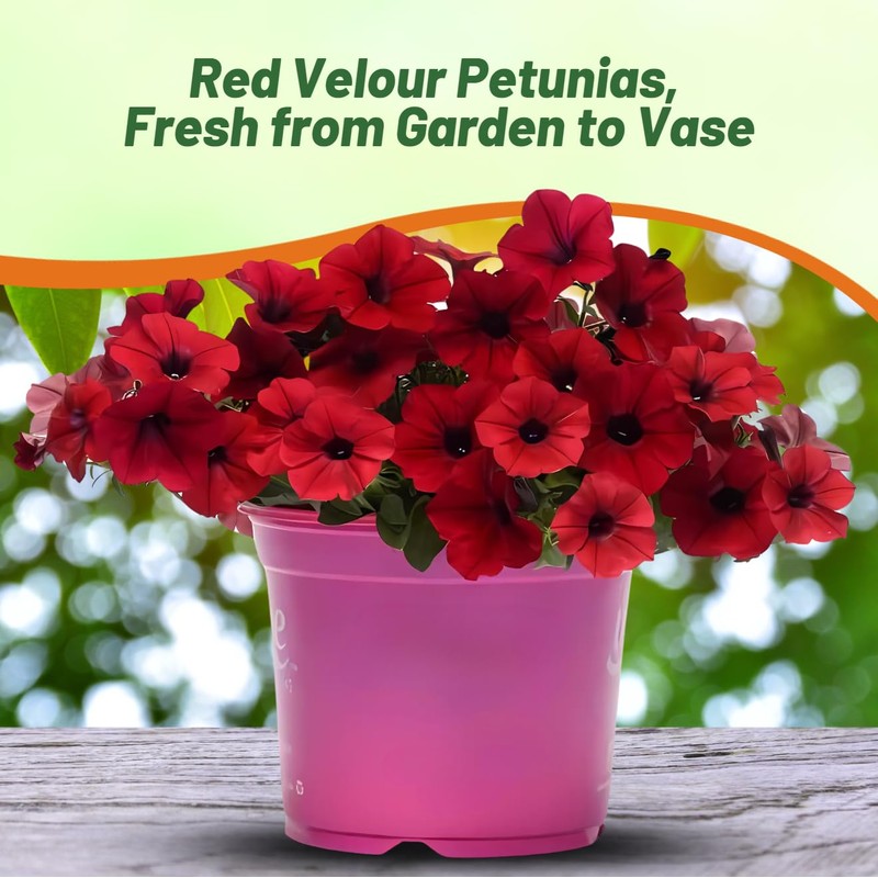 Outsidepride Red Velour Tidal Wave Petunia Seeds - 15 Pcs