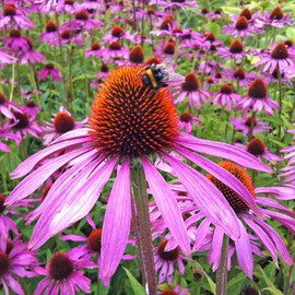 TomorrowSeeds - Purple Coneflower Seeds - 3000+ Count - for 2025 Planting USA Garden Flower Hedgehog Cone Flower Pink Echinacea Sunflower Rose Non-GMO Heirloom Grow Your Own Home Farm Patio Healthy