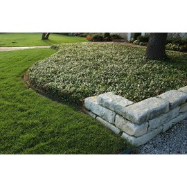 Asiatic Jasmine Minima - 60 Live Plants - Trachelospermum Asiaticum - Drought Tolerant Cold Hardy Evergreen Ground Cover